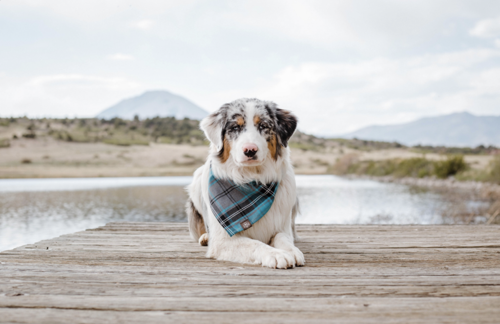 This is an image of a dog laying on a dock by a lake.